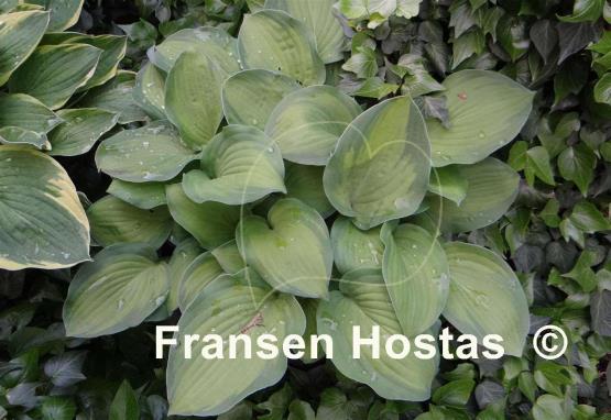 Hosta Lunar Orbit