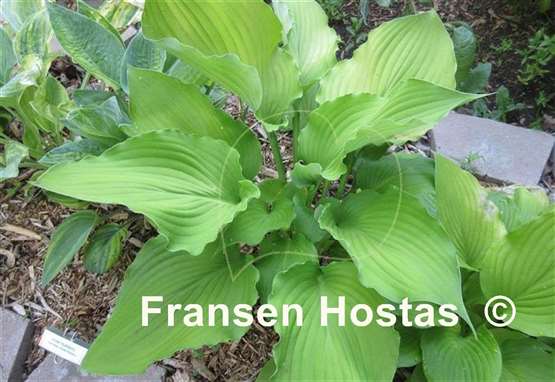 Hosta Lust in the Dust