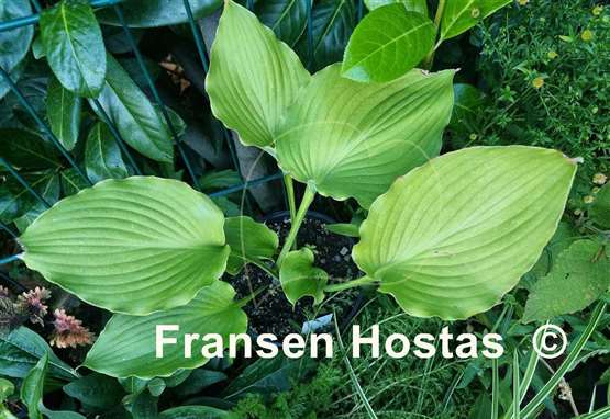 Hosta Lust in the Dust