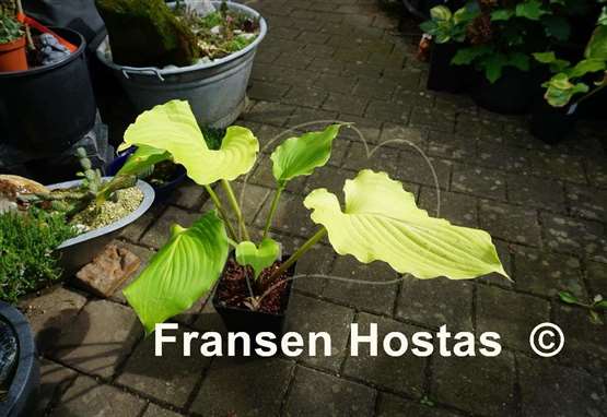 Hosta Lust in the Dust