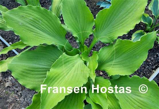 Hosta Lust in the Dust