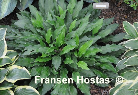 Hosta laevigata