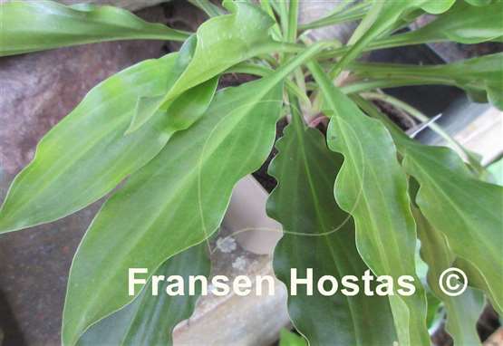 Hosta laevigata