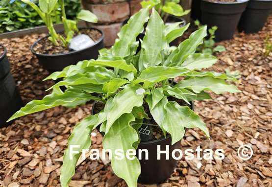 Hosta laevigata