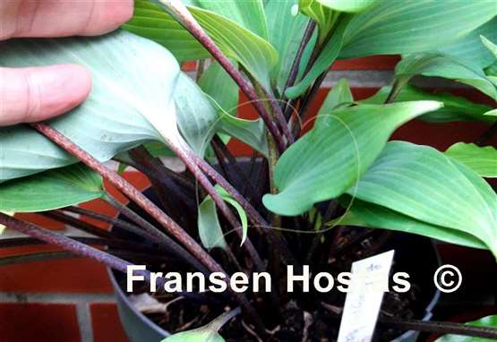 Hosta longipes f. hypoglauca
