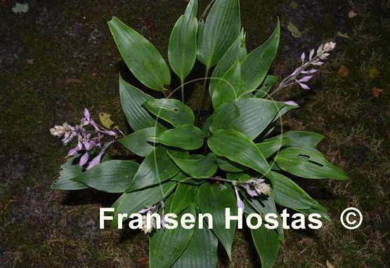 Hosta longipes f. hypoglauca