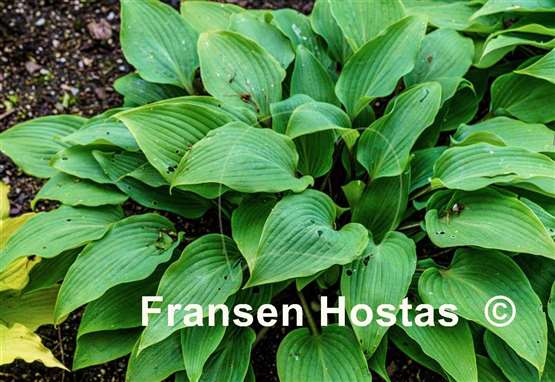 Hosta longipes f. hypoglauca
