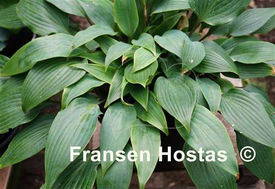 Hosta longipes f. hypoglauca