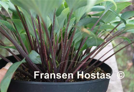 Hosta longipes f. hypoglauca