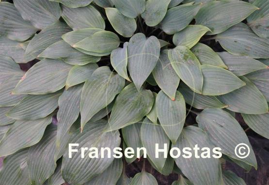 Hosta longipes f. hypoglauca
