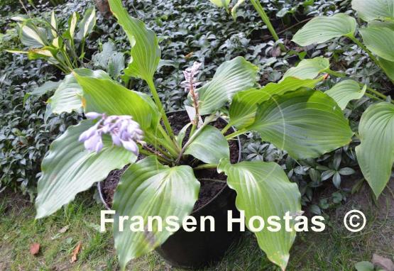 Hosta longipes var. latifolia