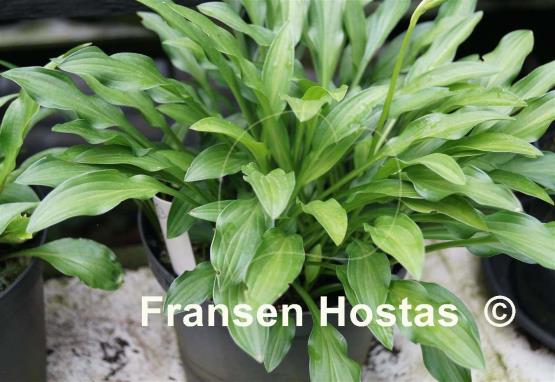 Hosta longissima