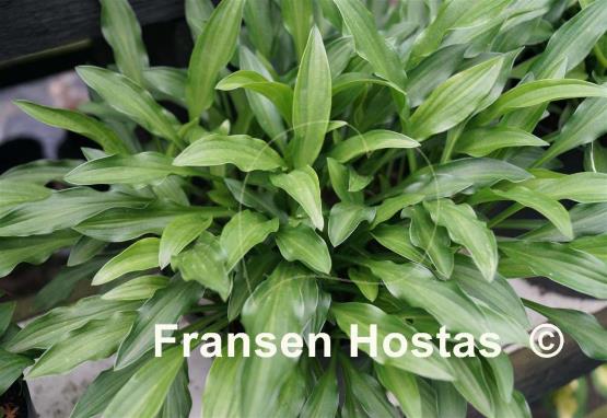 Hosta longissima