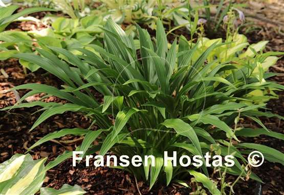 Hosta longissima