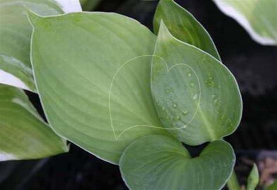 Hosta Lakeside Accolade