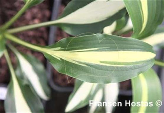 Hosta Lakeside Dividing Line