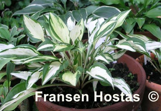 Hosta Lakeside Elfin Fire