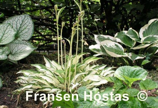 Hosta Lakeside Elfin Fire