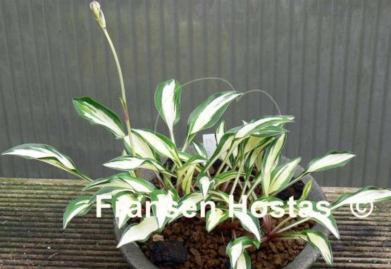 Hosta Lakeside Elfin Fire