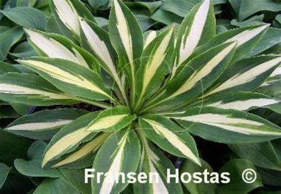 Hosta Lakeside Fruit Loops