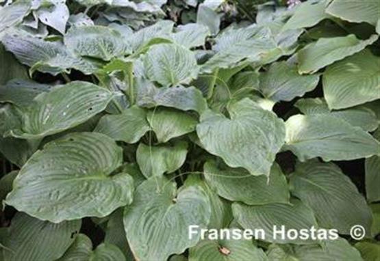 Hosta Lakeside Grandee