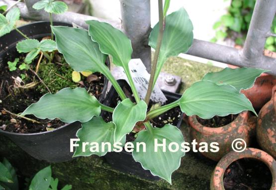 Hosta Lakeside Little Gem