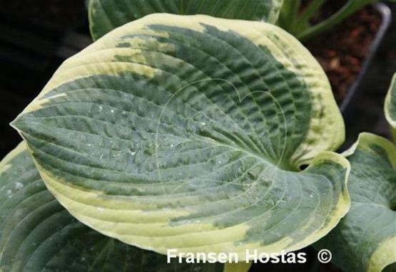 Hosta Lakeside Masterpiece