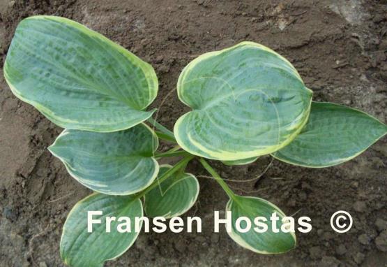Hosta Lakeside Masterpiece