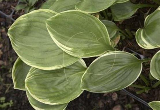 Hosta Lakeside Meadow Ice
