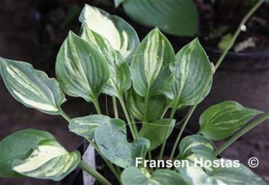 Hosta Lakeside Paddywack