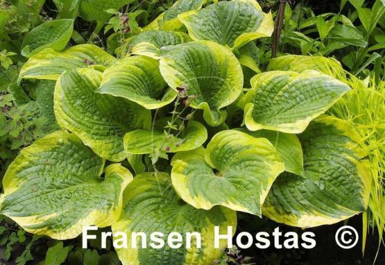 Hosta Lakeside Premier