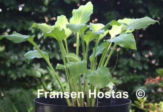 Hosta Lakeside Sparkle Plenty