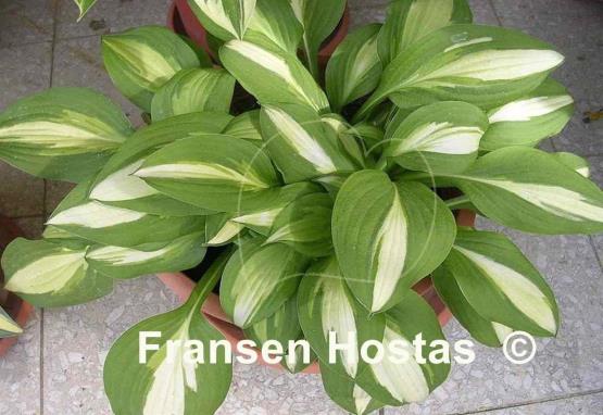 Hosta Lakeside Spellbinder
