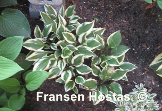 Hosta Lakeside Zinger