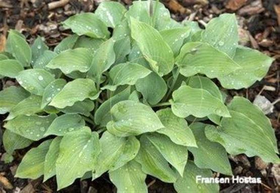 Hosta Lauman Blue