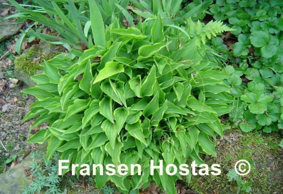 Hosta Lemon Delight