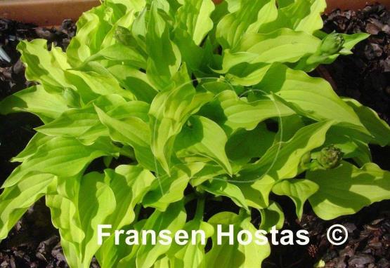 Hosta Lemon Lime