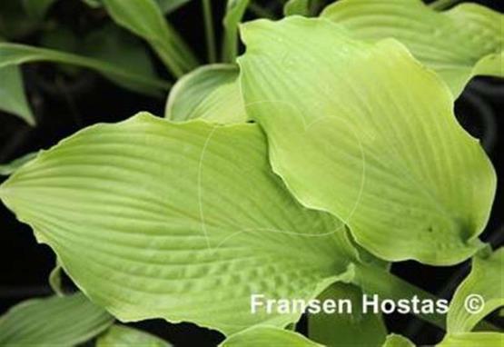 Hosta Lemon Twist