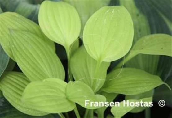 Hosta Lemonade