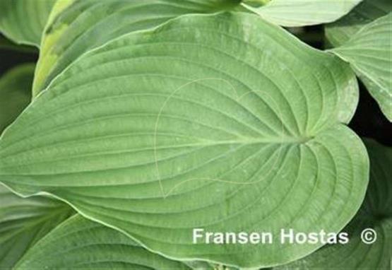 Hosta Leviathan