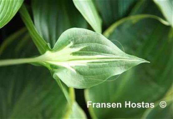 Hosta Light Hearted