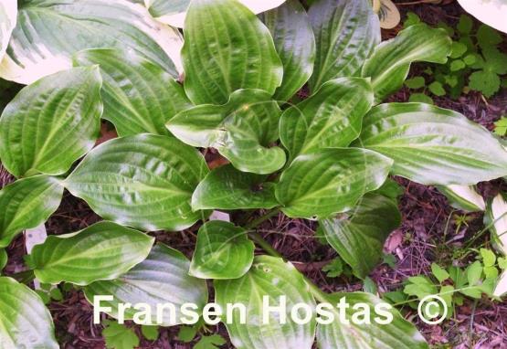 Hosta Lily Pad