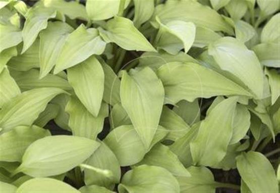 Hosta Lime Shag