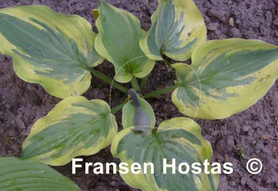 Hosta Lime Smoothie - Fransen Hostas