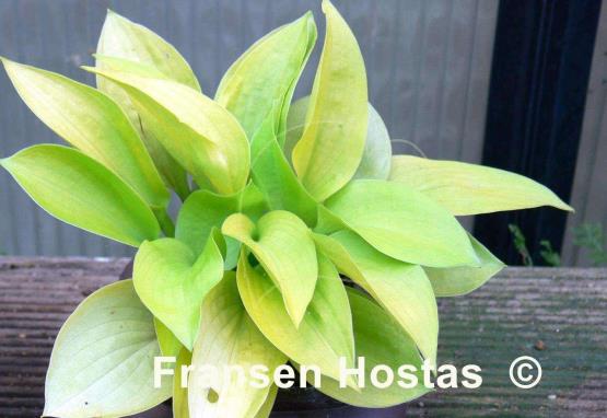 Hosta Little Aurora