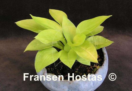 Hosta Little Aurora