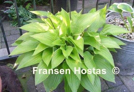 Hosta Little Black Scape