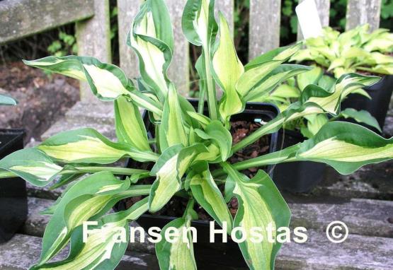 Hosta Little Caesar