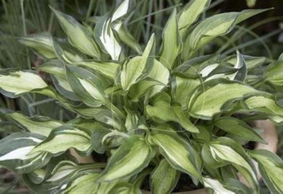 Hosta Little Caesar