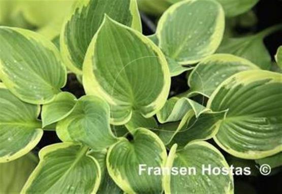 Hosta Little Doll